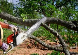 How Our Tree Care Process Works  in  Crystal Lake, IL