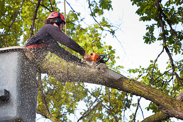 Best Storm Damage Tree Cleanup  in Crystal Lake, IL